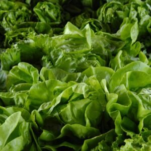 Lechuga