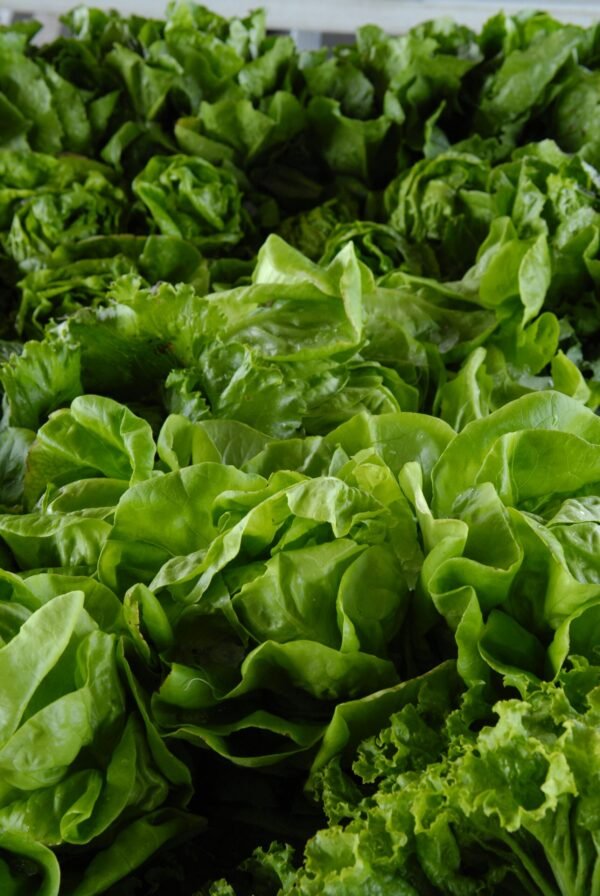 Lechuga